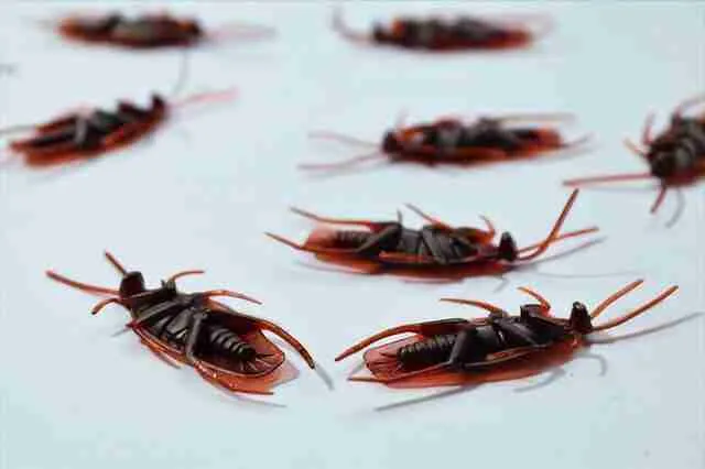 How-Do-You-Get-Rid-of-Roaches-Permanently