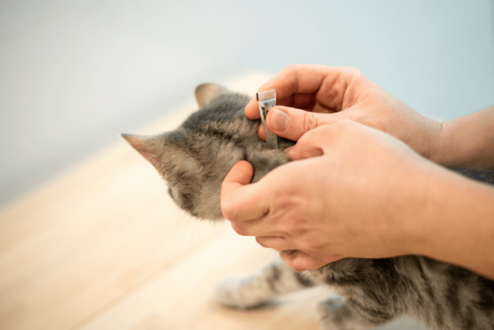 How-Do-I-Prevent-Fleas-in-My-Home-cat-anti-flea-product-marigold-and-ivy