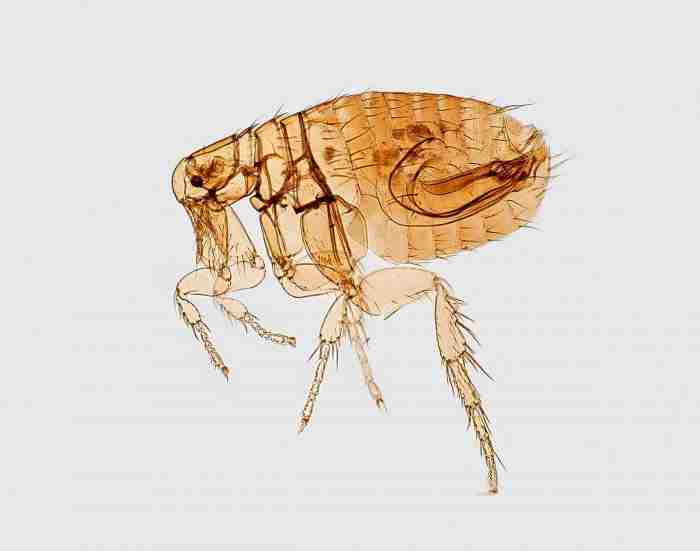 What-are-Fleas-image-of-flea-Marigold-and-Ivy