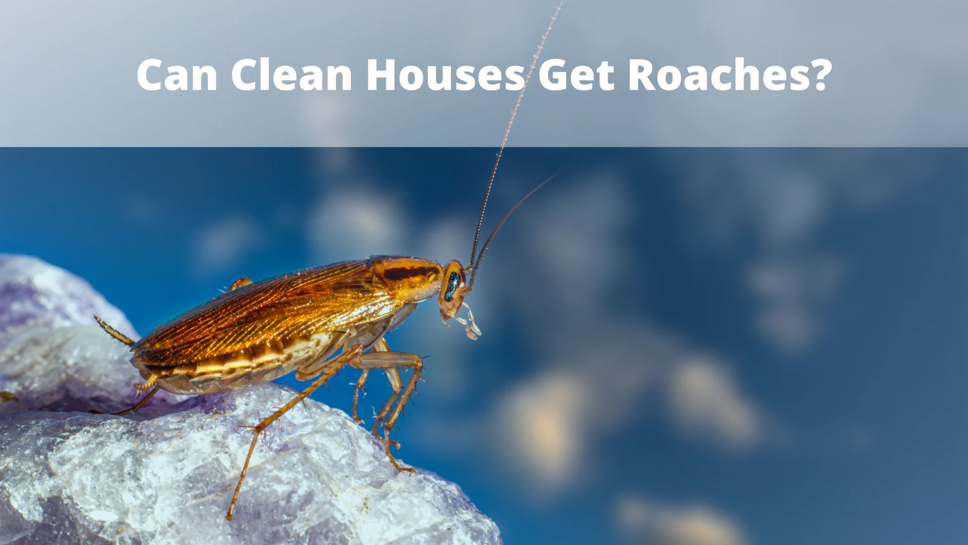 Can-Clean-Houses-Get-Roaches