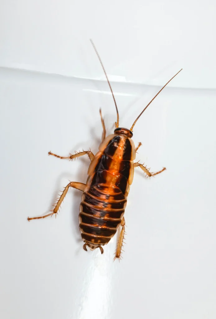 What-are-Roaches