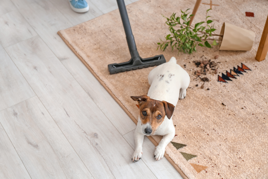 What-are-the-Best-Non-Toxic-Floor-Cleaners-for-Pets