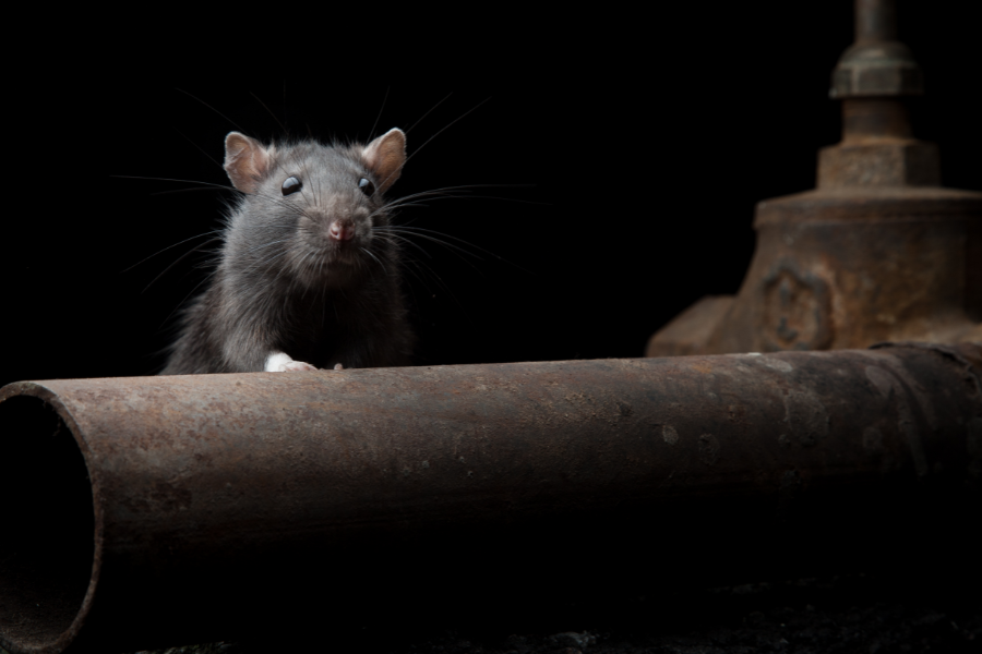 How-Long-Can-Rats-Live-Without-Food