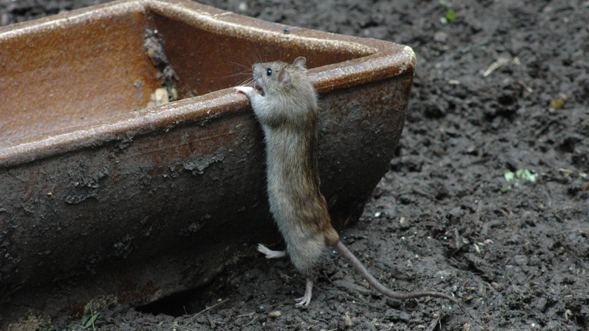 Will-Rats-Leave-If-There-is-No-Food-