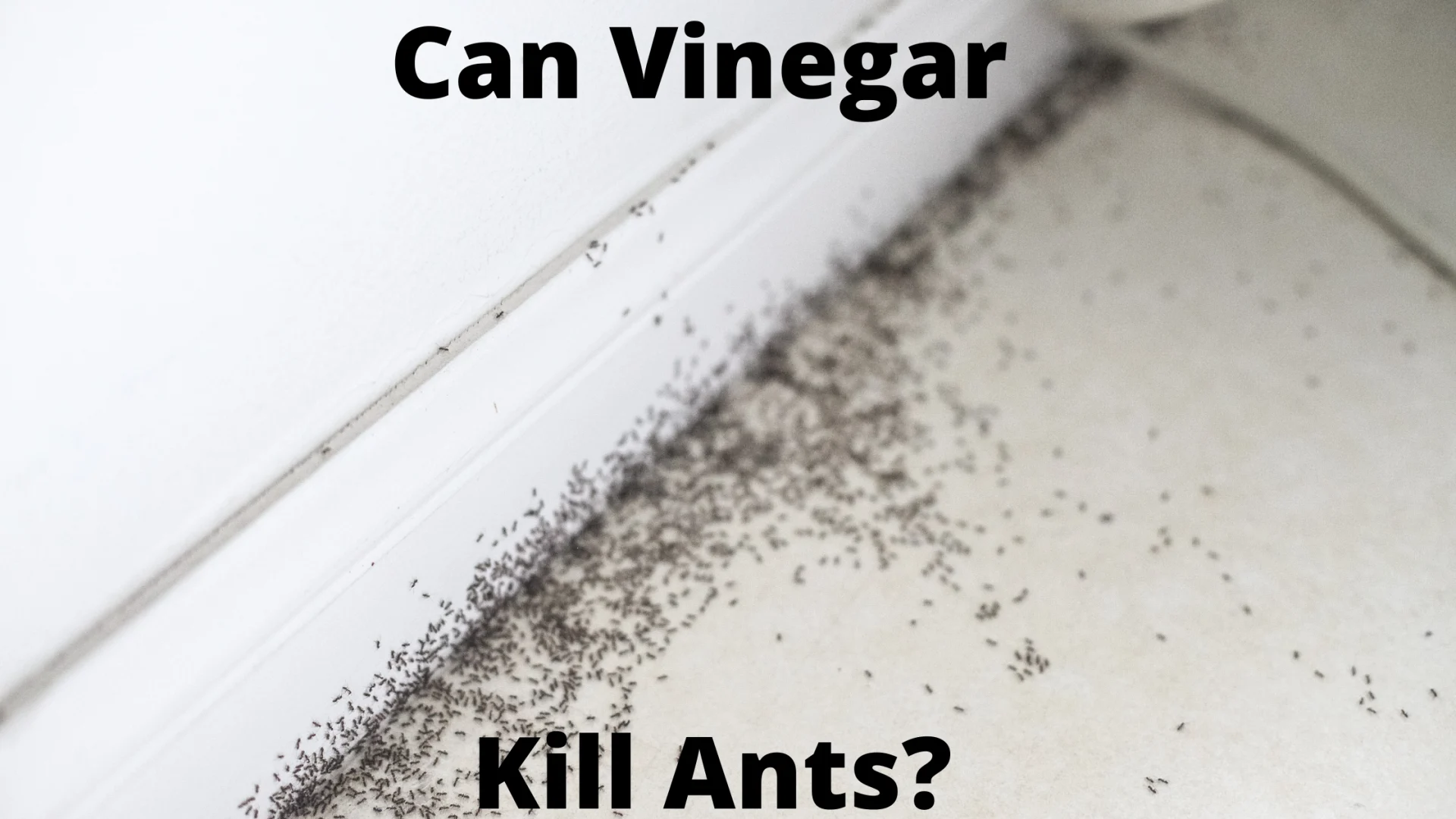 Can-Vinegar-Kill-Ants