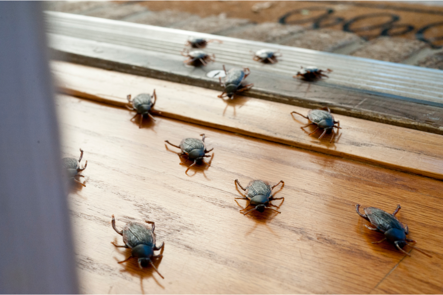 How-Do-Roaches-Get-Into-Your-House-During-the-Day-