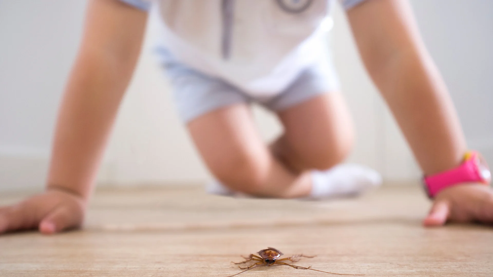 How-Do-Roaches-Get-into-Your-House