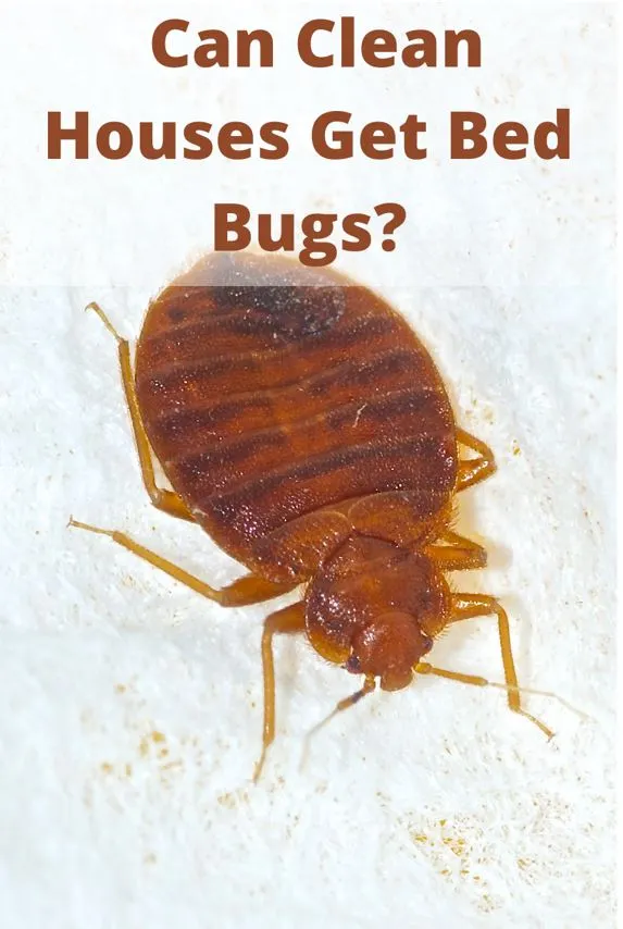 Can-Clean-Houses-Get-Bed-Bugs