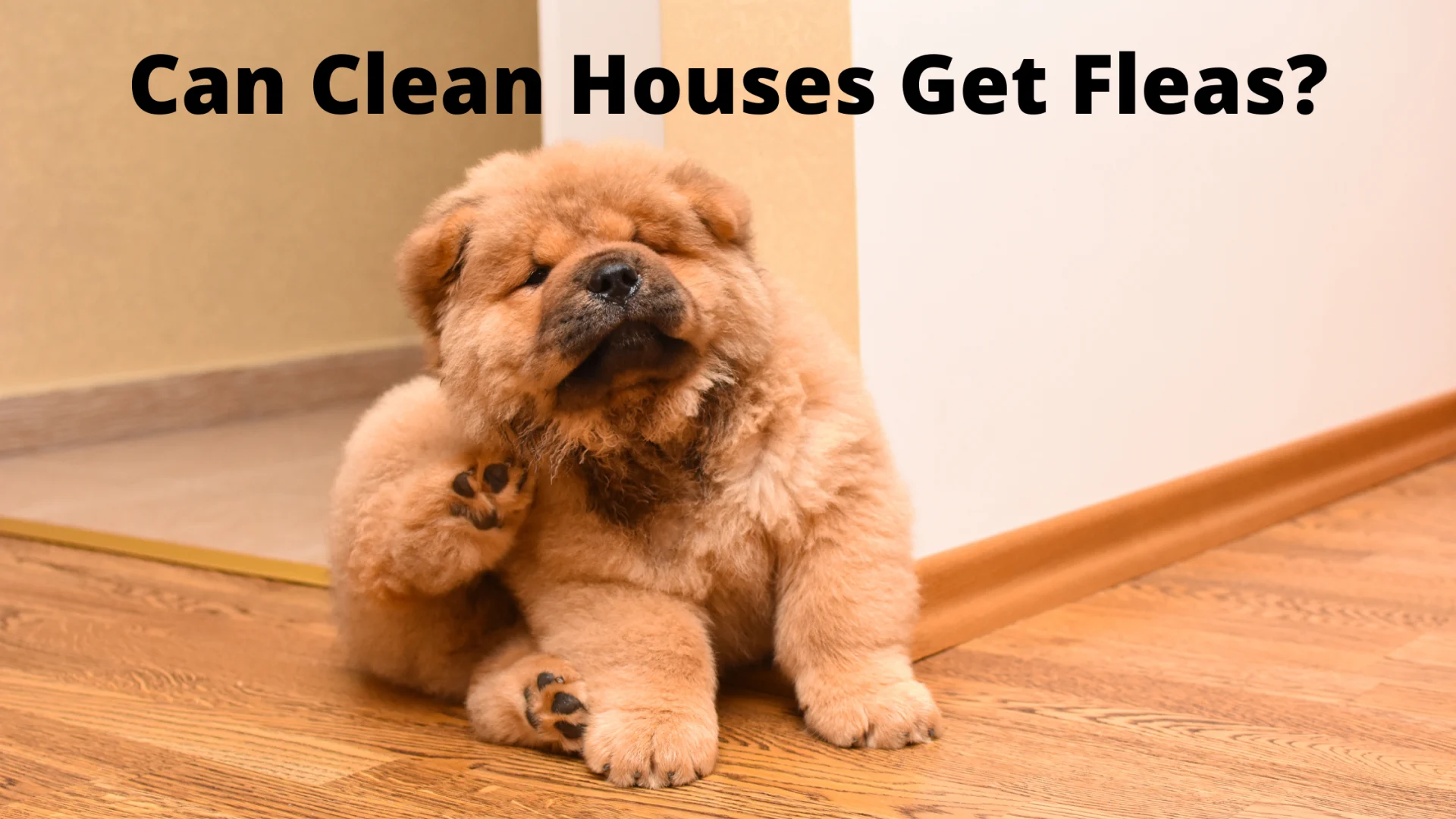 Can-Clean-Houses-Get-Fleas