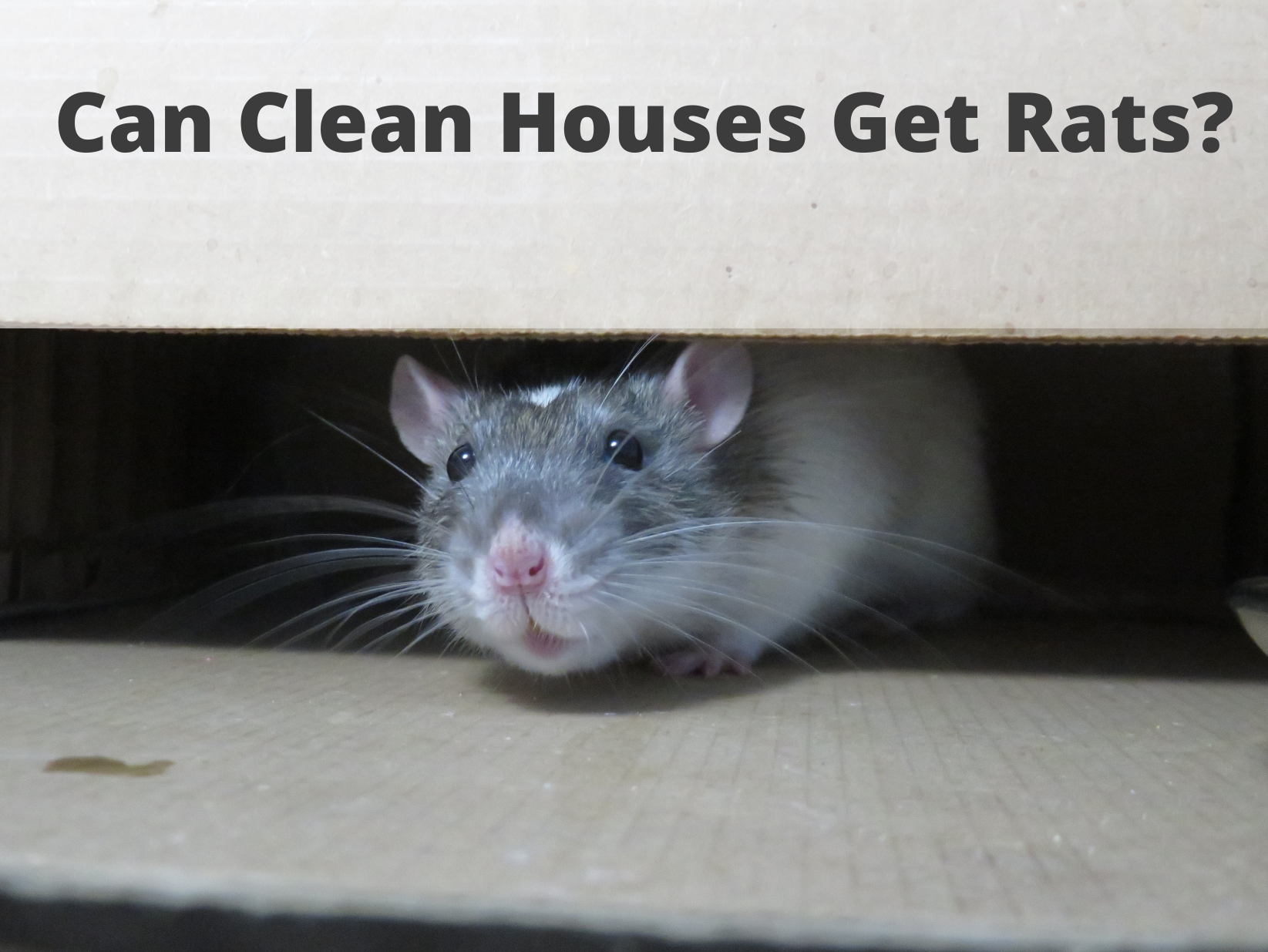 Can-Clean-Houses-Get-Rats