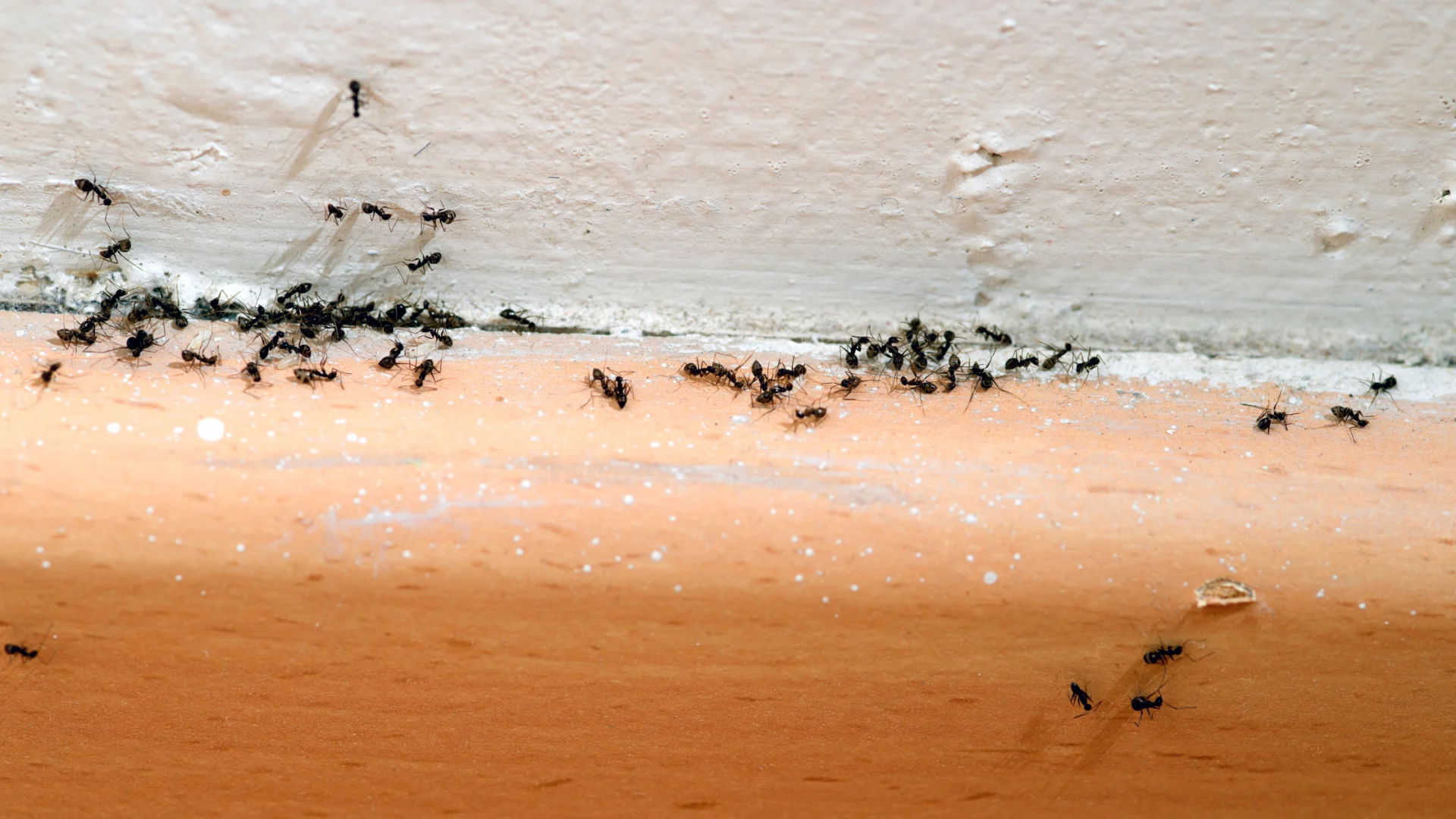Does-Baking-Soda-Kill-Ants