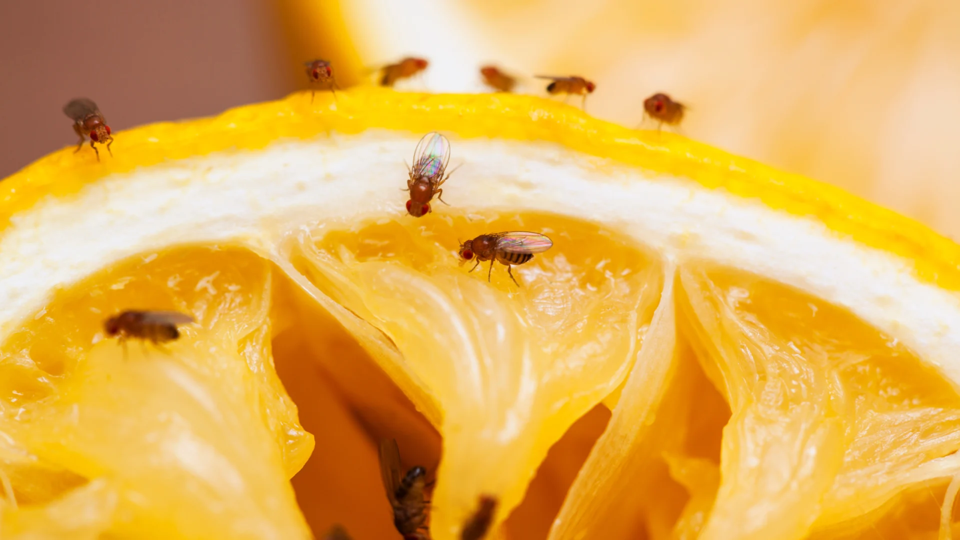 How-to-Get-Rid-of-Fruit-Flies-with-White-Vinegar