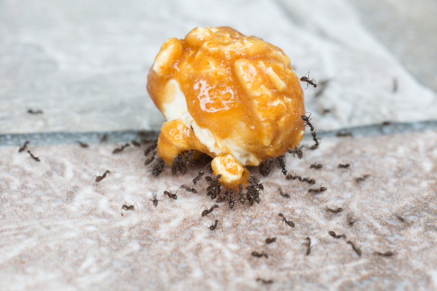 Should-You-Use-Baking-Soda-to-Kill-Ants